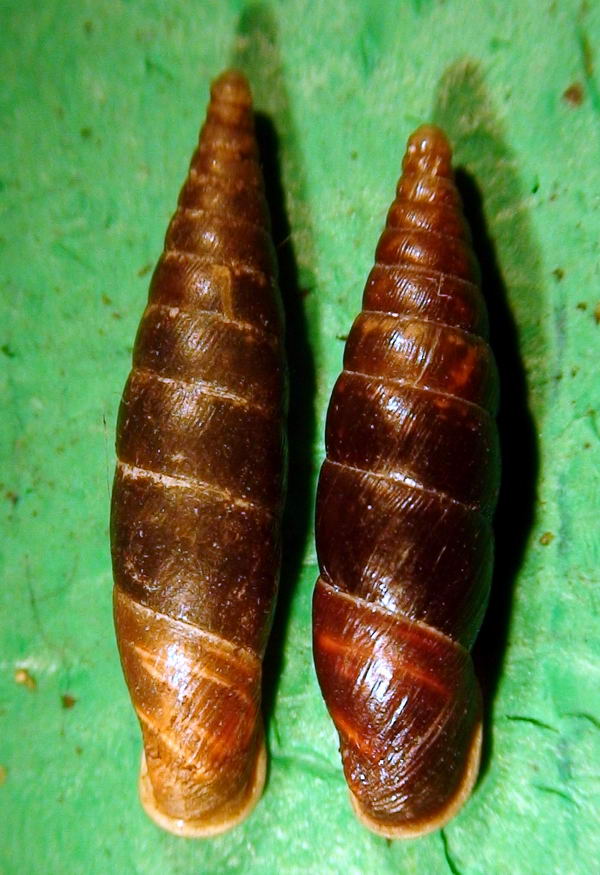 Cochlodina  incisa  vs  Cochlodina laminata